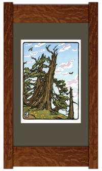 Bristlecone Pine - Product Image